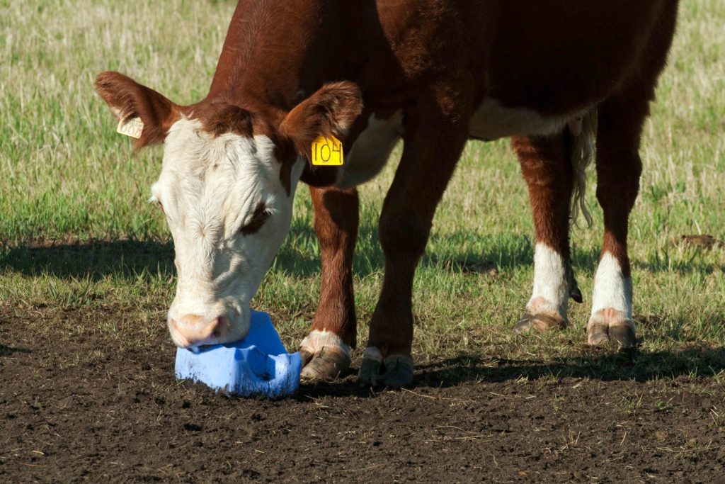 A cow licking a salt block